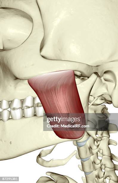 Masseter Model Musculus Masseter - Fotografias e Filmes do Acervo - Getty Images