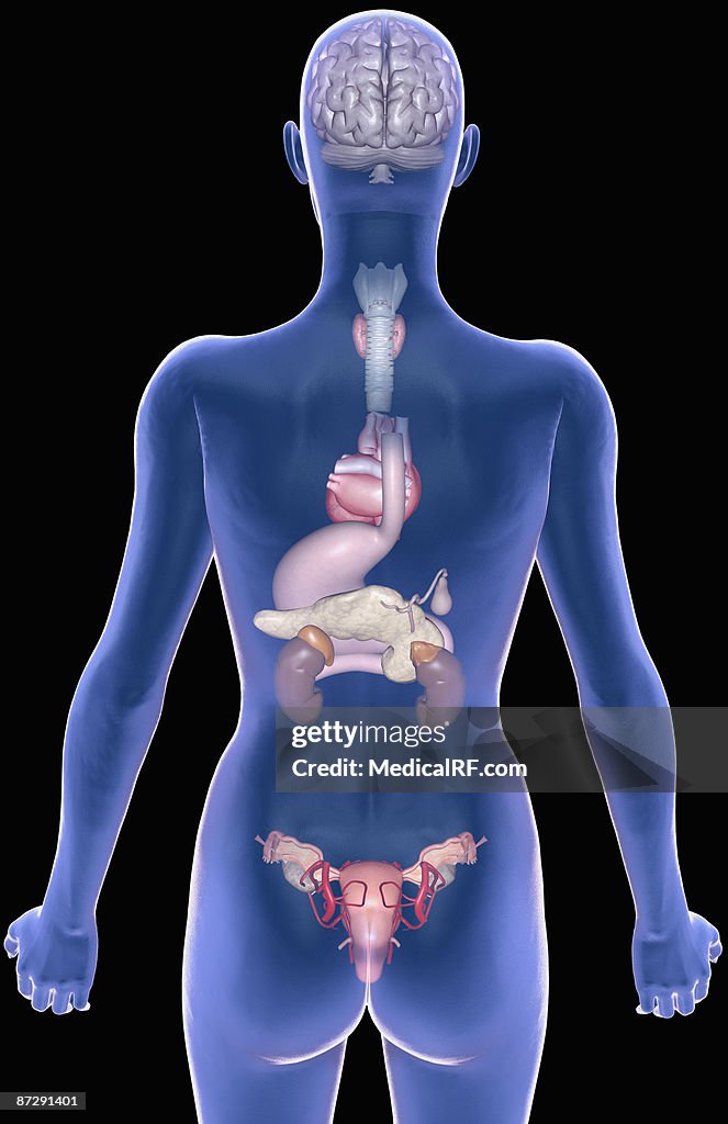 The female endocrine system