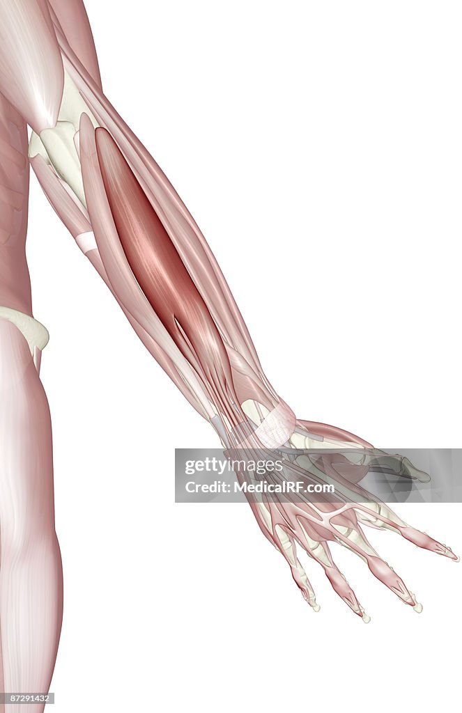 Extensor Digitro Extensor Digitorum High-Res Vector Graphic - Getty Images