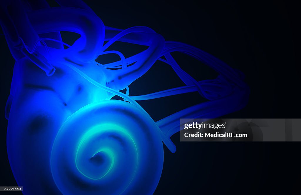 The inner ear