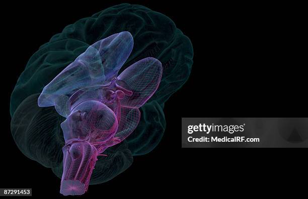 the brainstem - optic chiasm stock-grafiken, -clipart, -cartoons und -symbole