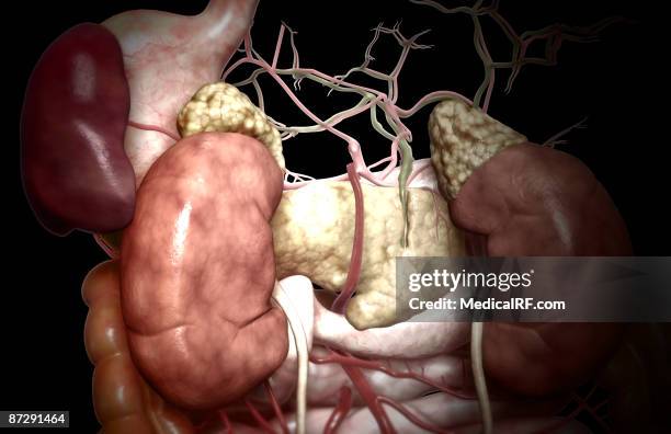 149 Common Bile Duct High Res Illustrations - Getty Images