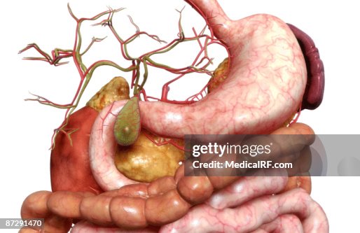 The digestive system The digestive system