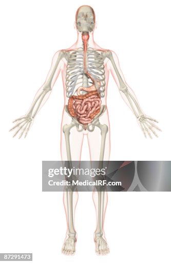 The digestive system The digestive system