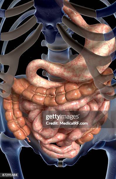 the digestive system - appendix stock illustrations