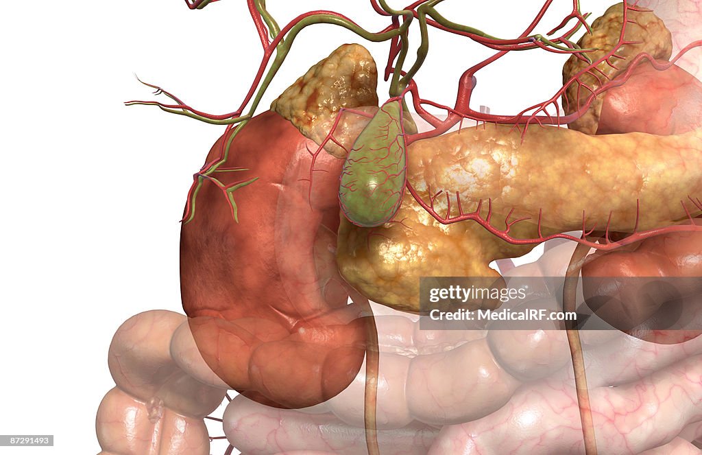 Accessory digestive organs