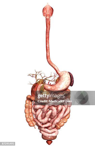 Bile Duct Anatomy High Res Illustrations Biology Diagrams