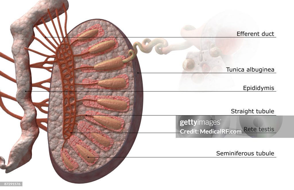 The testes