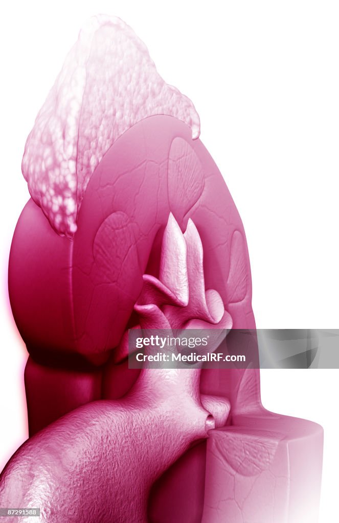 Kidney structure