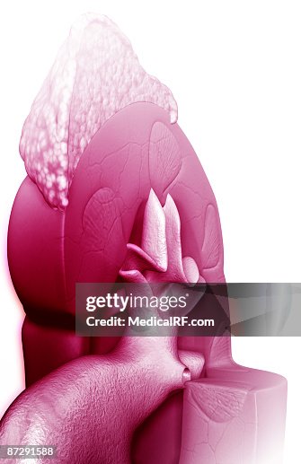 Kidney structure Kidney structure