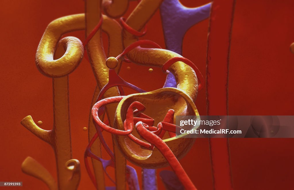 Glomerulus