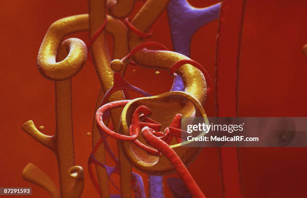 glomerulus - glomerulus stock illustrations
