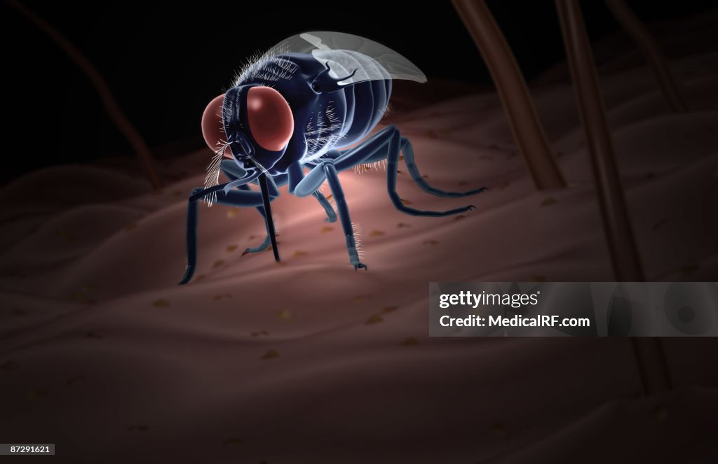 Tsetse fly