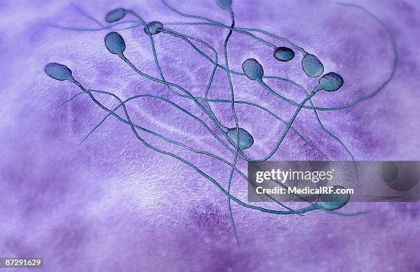 sperm - human sperm and ovum stock illustrations