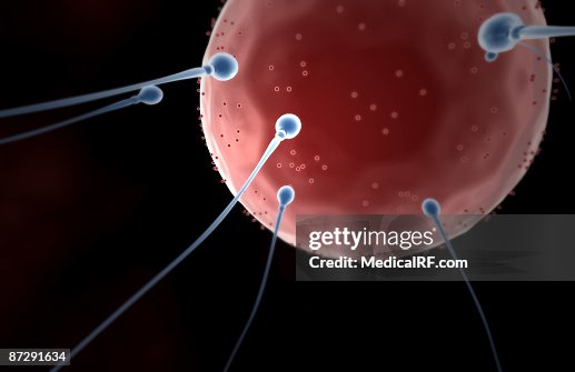 Fertilisation Fertilisation