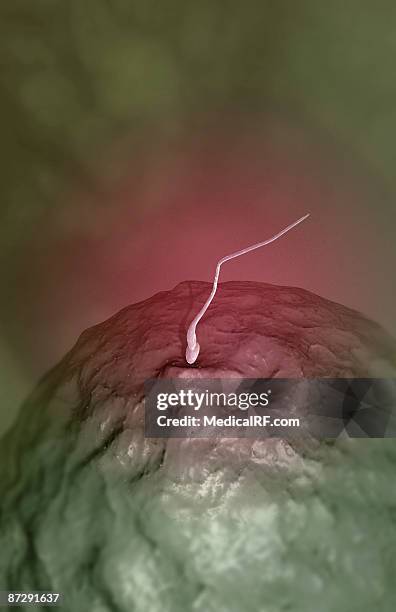 fertilisation - zygote stock illustrations