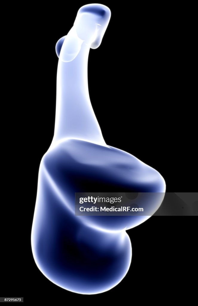 The tibia