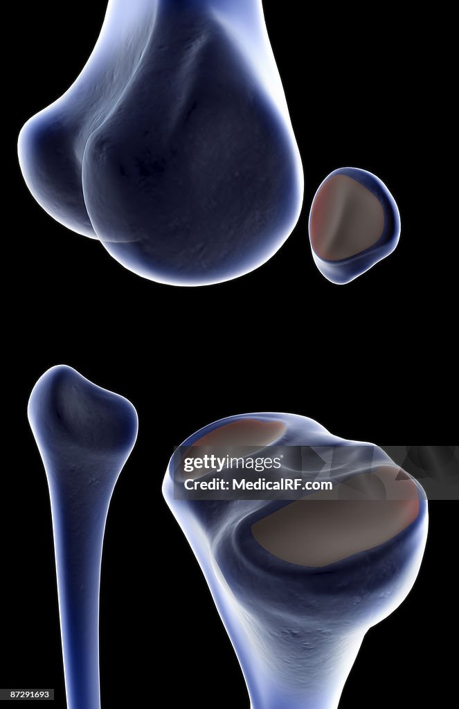 The bones of the knee