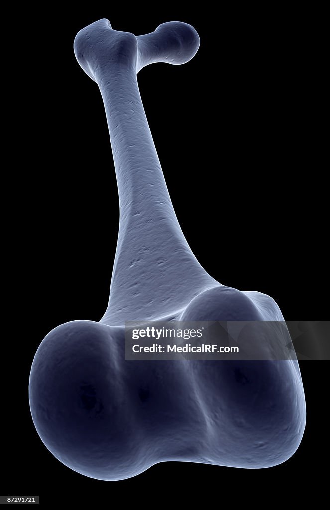 The tibia