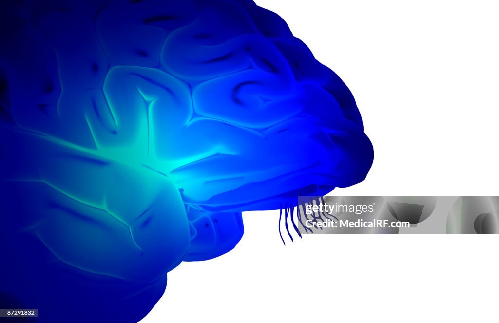 The insula