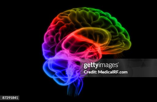 The brain The brain