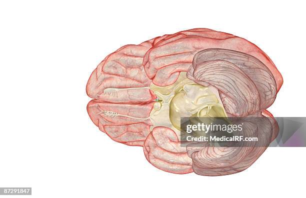 the brain - trochlear nerve stock illustrations