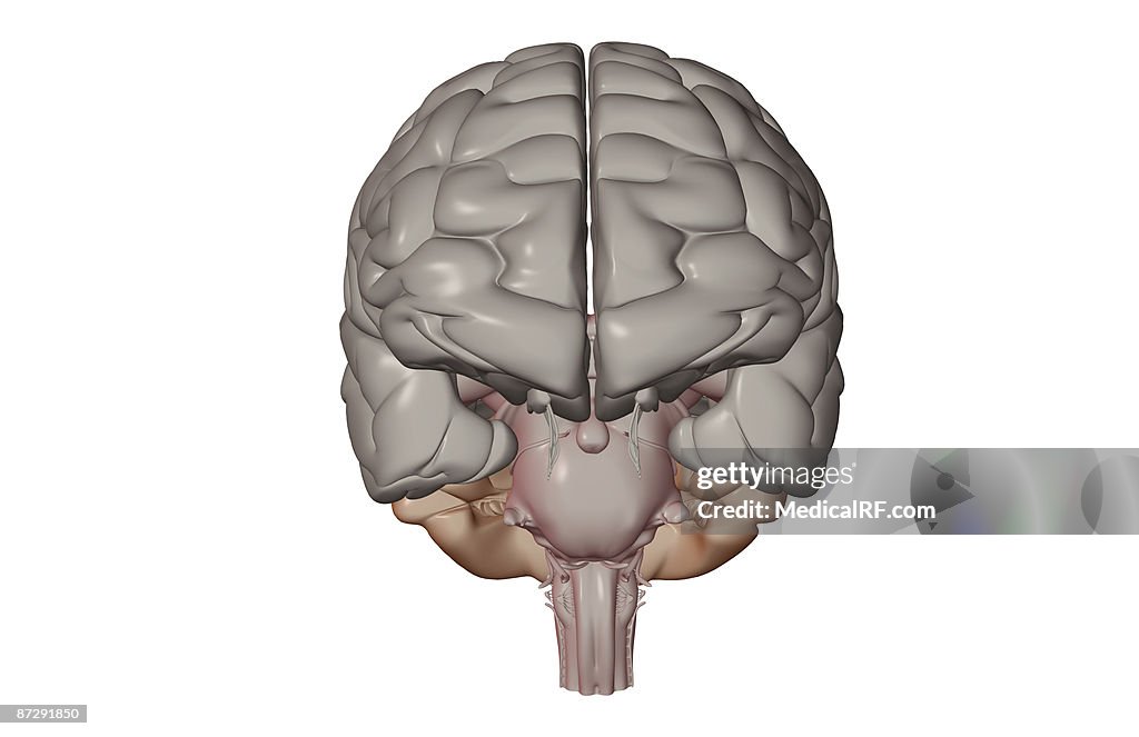 The brain
