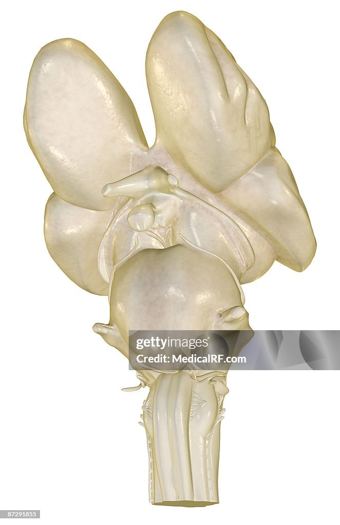 The brainstem