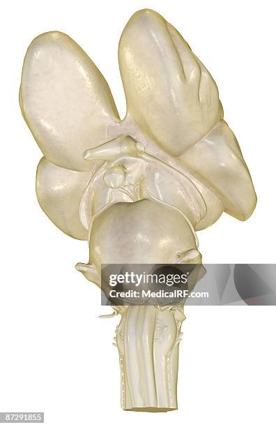 the brainstem - trigeminal nerve 幅插畫檔、美工圖案、卡通及圖標