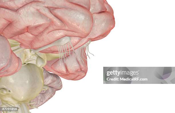the olfactory bulb - olfactory bulb stock illustrations