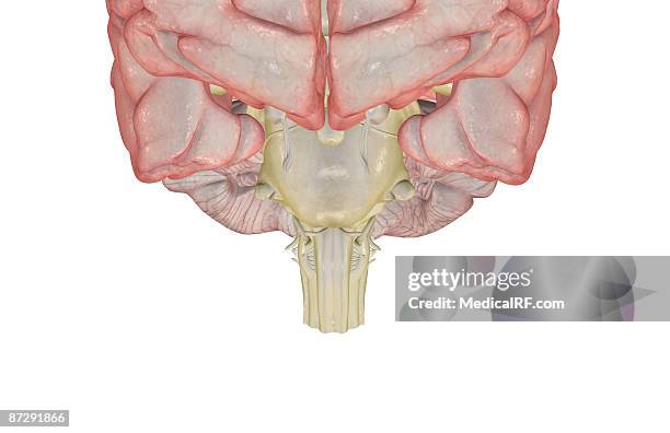 the pons - trigeminal nerve stock illustrations