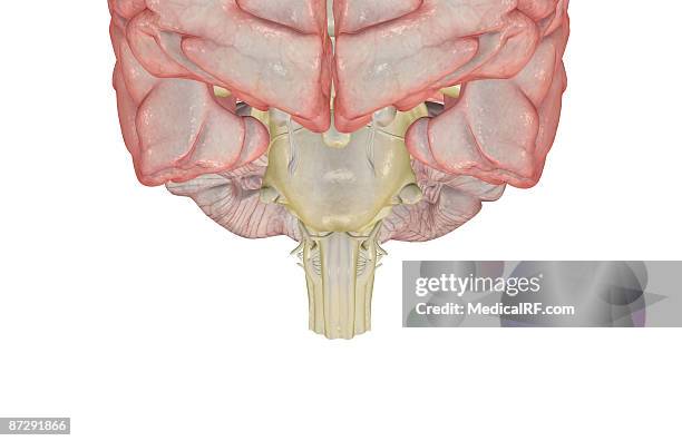 the pons - trigeminal nerve 幅插畫檔、美工圖案、卡通及圖標