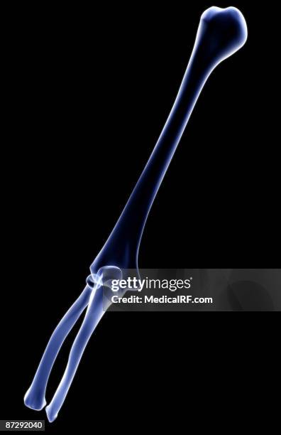 the bones of the arm - humerus xray stock illustrations
