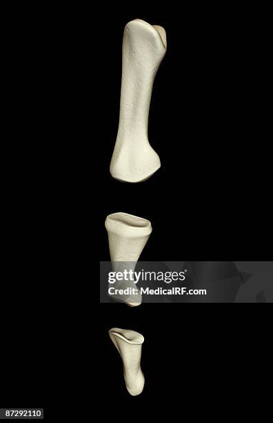 the bones of the fingers - hand bones stock illustrations