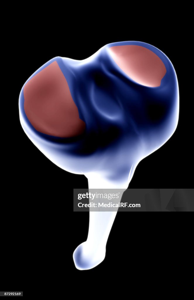 The tibia