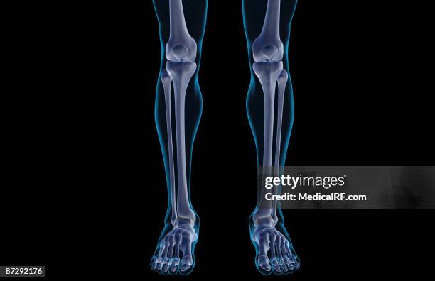 stockillustraties, clipart, cartoons en iconen met the bones of the leg - scheenbeen bot in het been