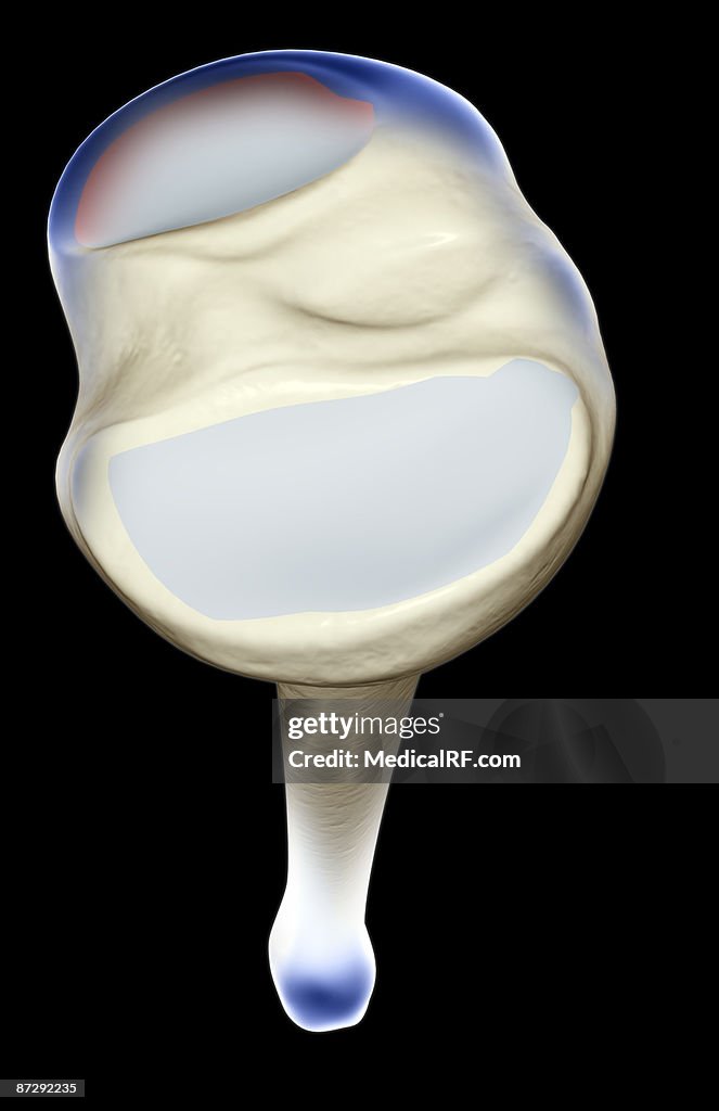 The tibia