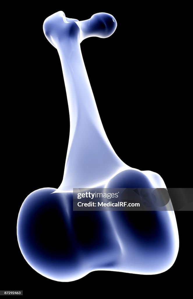 The tibia