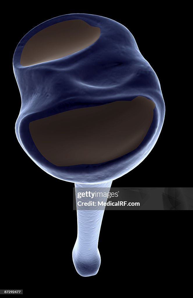 The tibia