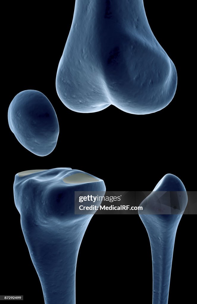 The bones of the knee