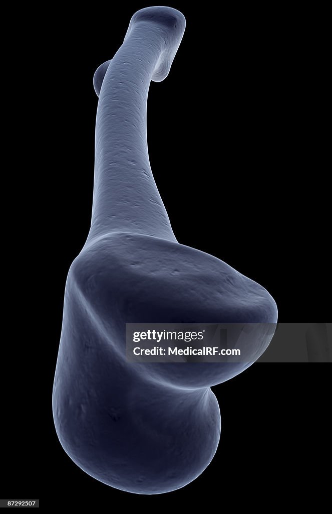 The tibia
