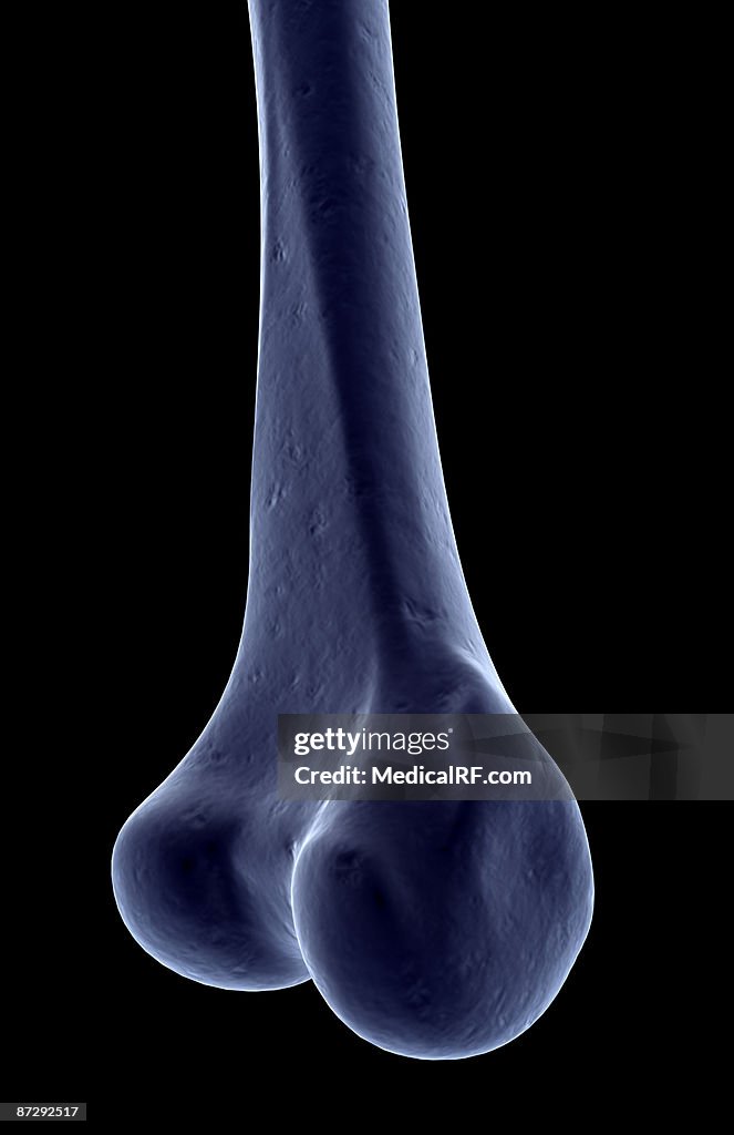 The tibia