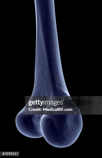 Tibia Up Close The Tibia High-Res Vector Graphic - Getty Images