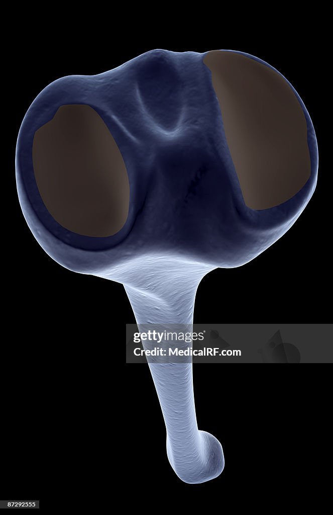 The tibia