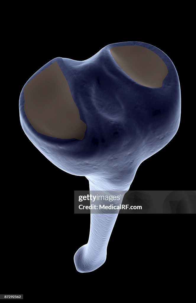 The tibia