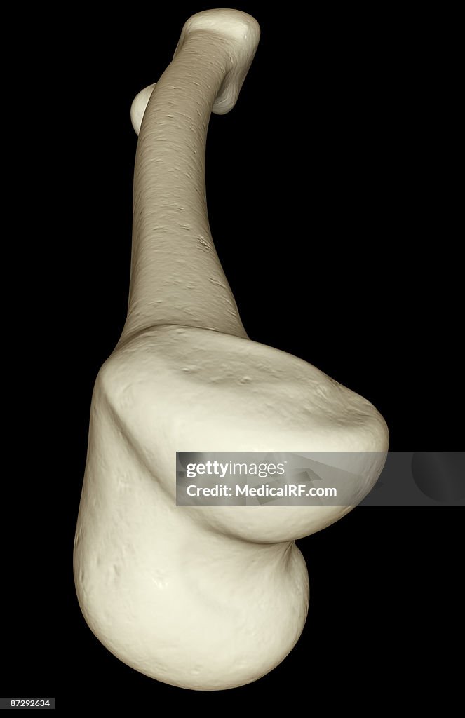 The tibia