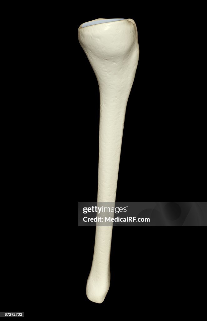 Tibia Up Close The Tibia High-Res Vector Graphic - Getty Images