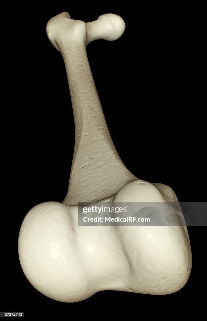 The tibia