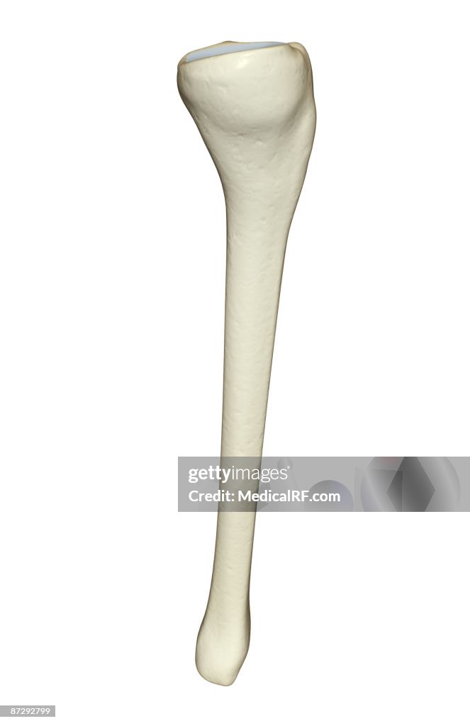 Tibia Up Close The Tibia High-Res Vector Graphic - Getty Images