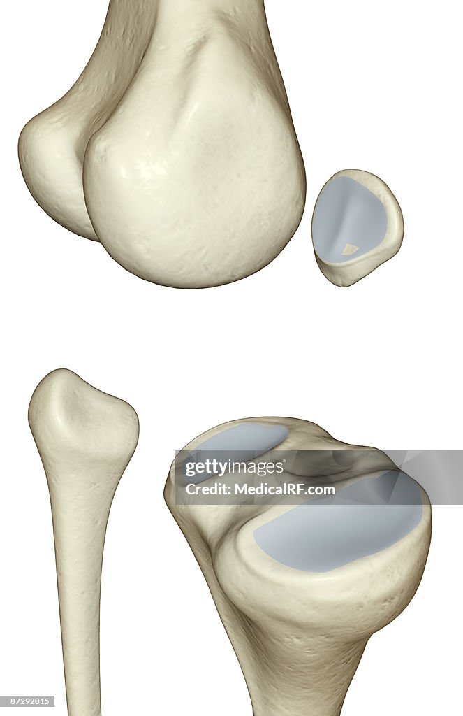The bones of the knee